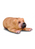 Pies rasy Shar Pei szczenię
