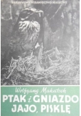 Ptak i gniazdo, jajo, pisklę