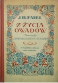 Z życia owadów, 1925 r.