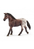 Klacz rasy Appaloosa