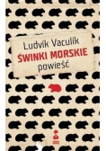 Świnki morskie