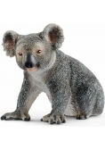 Miś Koala
