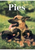 Pies