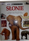 Słonie