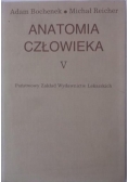 Anatomia człowieka V