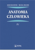 Anatomia człowieka IV