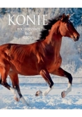 Konie. Pochodzenie. Rasy. Cechy