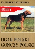 Ogar Polski gończy Polski