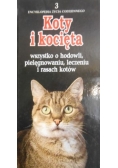Koty i kocięta