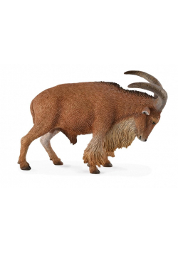 Owca grzywiasta