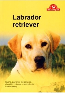 Pies na medal. Labrador Retriever