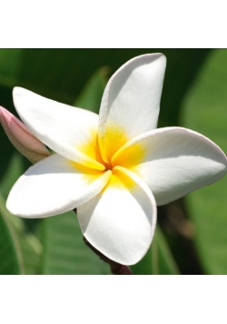 Karnet Kwiat Plumeria 16x16 + koperta