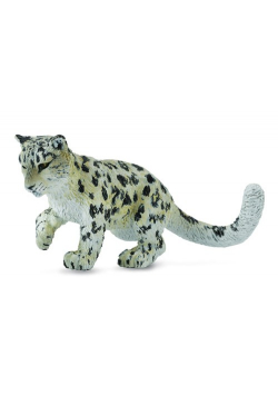 Leopard śnieżny młody bawiący się