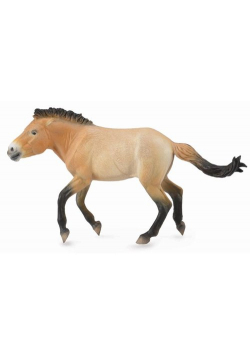 Ogier przewalski XL