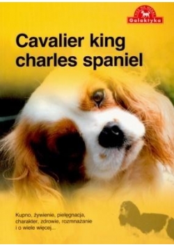 Pies Na Medal. Cavalier King Charles Spaniel