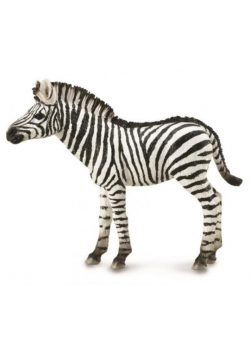 Zebra Foal