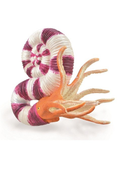 Pravitoceras