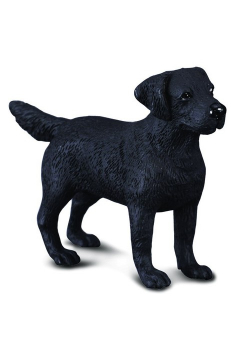 Pies Labrador