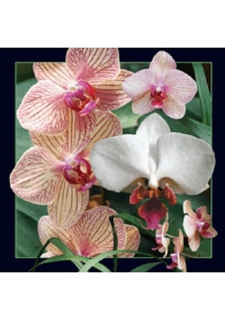 Magnes 3D - Orchidea