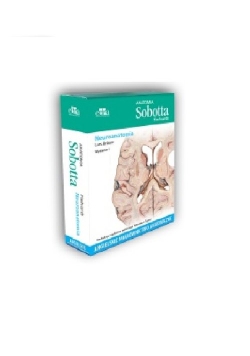 Anatomia Sobotta Flashcards Neuroanatomia.