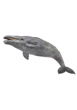 Gray Whale