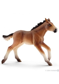 Źrebie Mustang