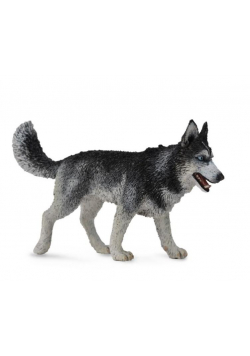 Pies Rasy Siberian Husky