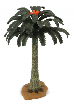 Drzewo Cycad