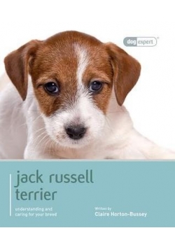 Jack russell terrier