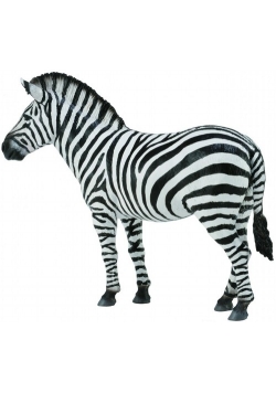 Zebra pospolita