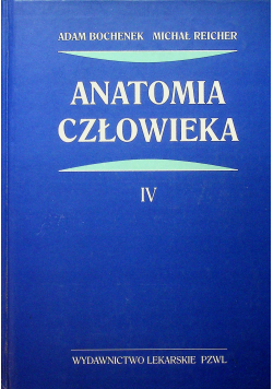 Anatomia człowieka IV