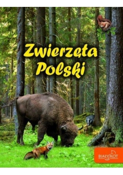 Zwierzęta Polski w.2015 BIAŁY KOT