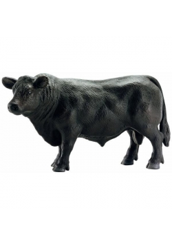 Czarny byk Angus