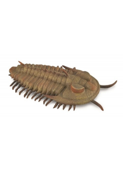 Redlichia Rex Trilobite