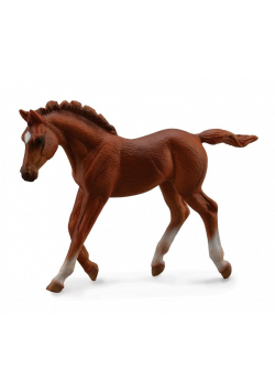 Źrebię Thorouhbred Foal Walking Chesnut