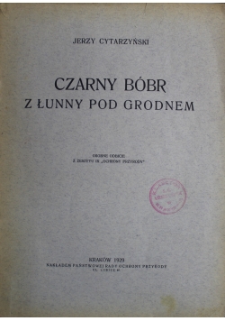 Czarny bóbr z łunny pod Grodnem 1929 r
