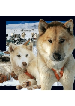 Pocztówka 3D - Husky