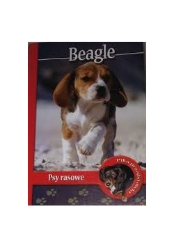 Psy rasowe. Beagle