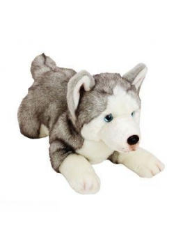 Piesek Husky 35 cm SUKI