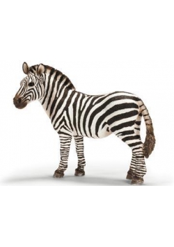 Zebra klacz