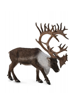 Renifer Woodland Caribou