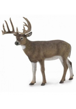White-Tailed Deer