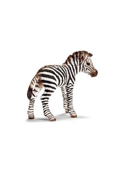 Zebra źrebię
