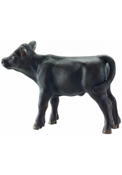 Czarne cielę Angus