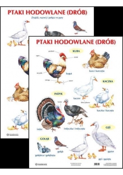 Plansza - Ptaki hodowlane (drób)