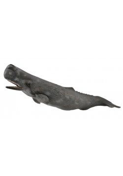Sperm Whale