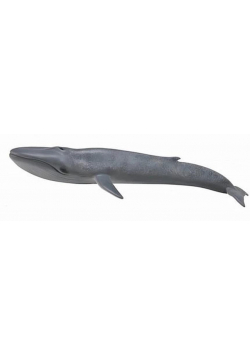 Blue Whale