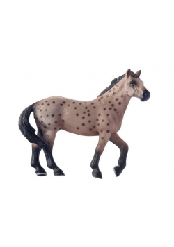 Koń Appaloosa