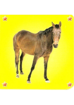 Kosteczka - Koń