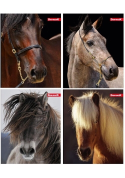 Zeszyt A5/60K kratka 1088 Horses (10szt)